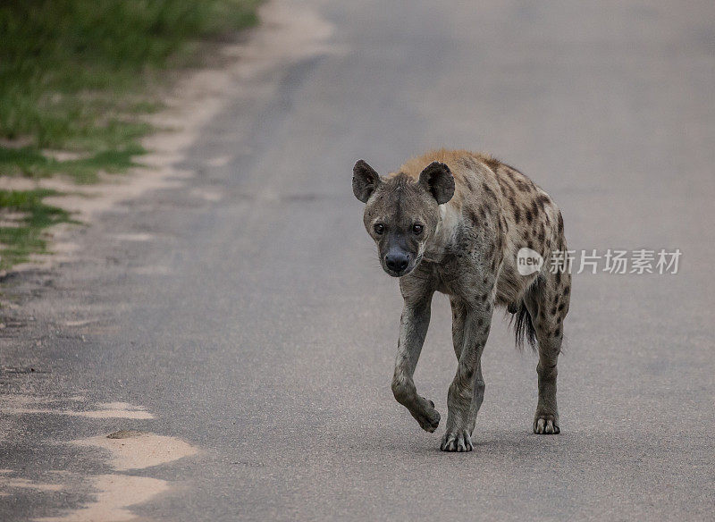 斑点鬣狗，Crocuta Crocuta，走在南非克鲁格NP的一条路上